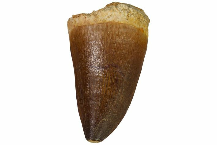 Fossil Mosasaur (Prognathodon) Tooth - Top Quality #114159
